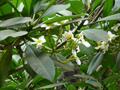 Plumeria Alba